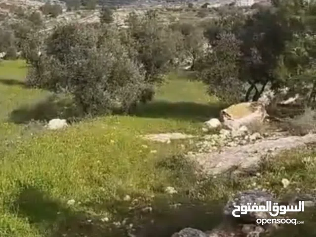 صوريف دير موسى