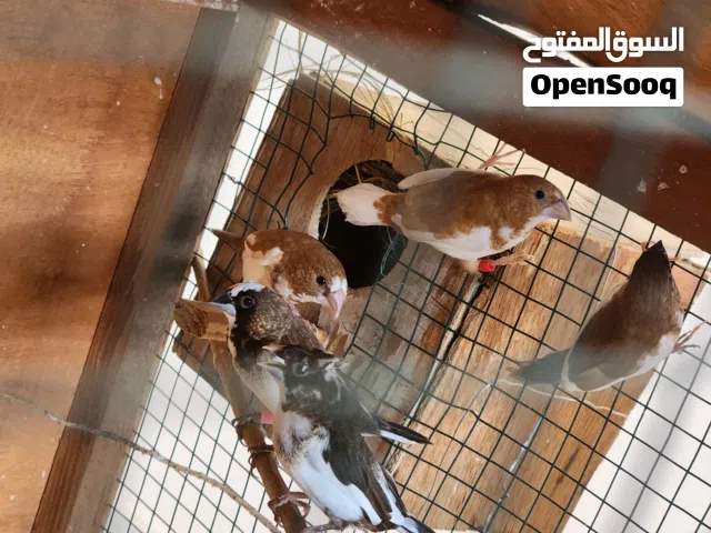 حظيره زيبرا ربي يبارك ساوم و بي إذن الله منقصروش معاك