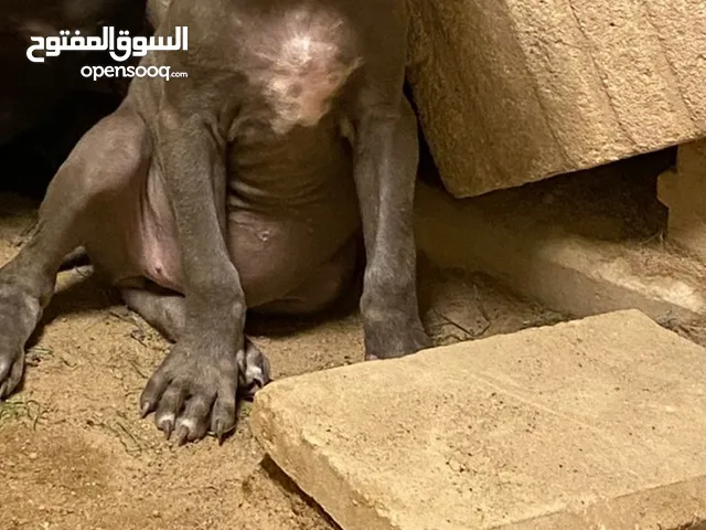 يراوه بتبول