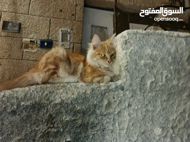 قط للبيع 10