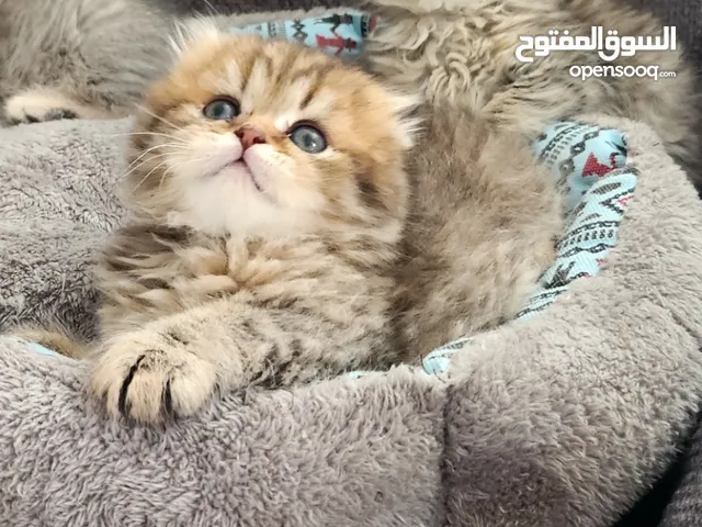 قطط صغيرة هاف سكوتش فولد
