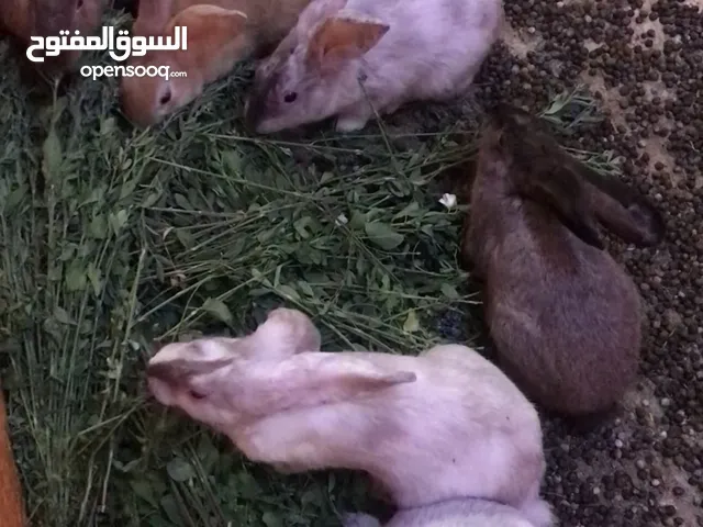 ارانب هولنديات للبيع عدد8 ثنتين منهن كباار عمارهن قريب سنه والبااقي عمارهن4 اشهر