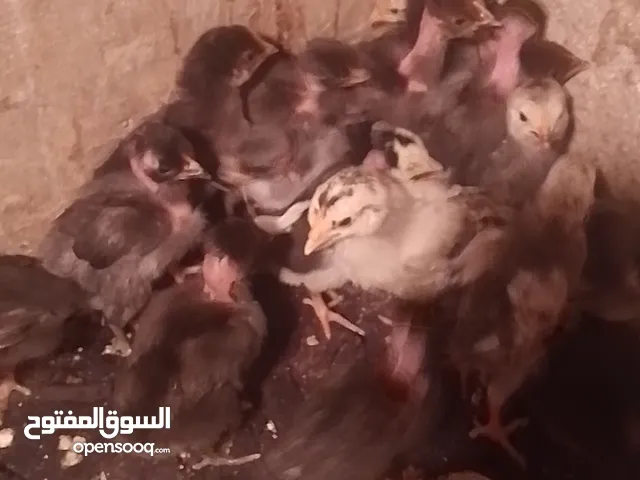 كتاكيت للبيع