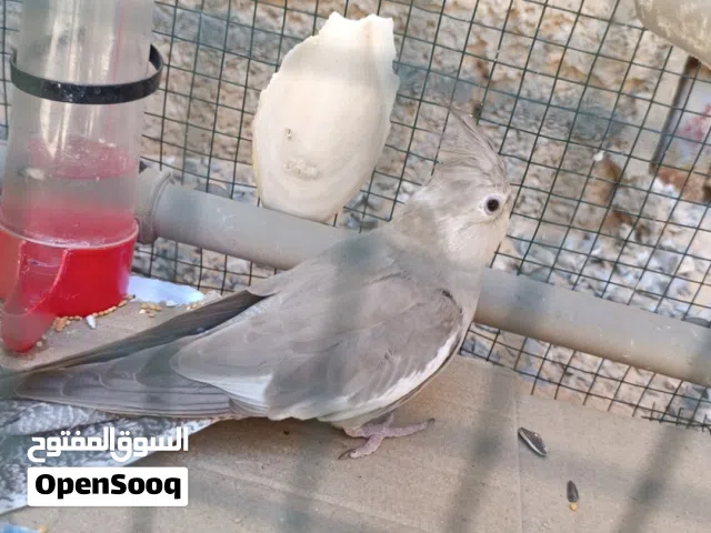 متوفر انثى كوكتيل فرنساوي الله يبارك