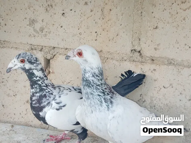 جوز تركيب جديد