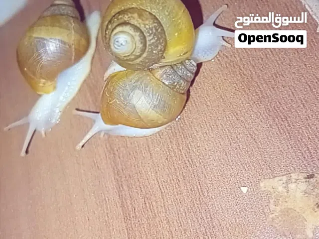 حلزونات افريقي