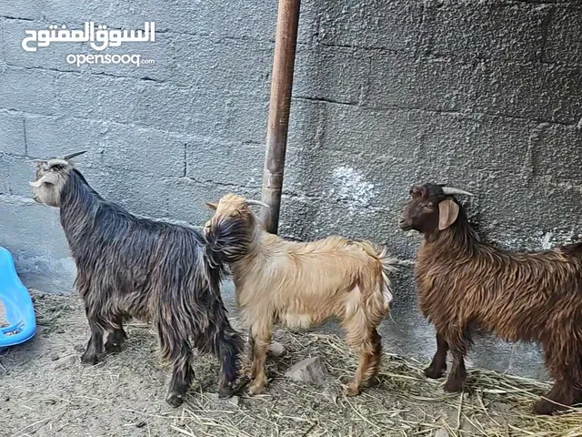 ذبايح راهيات للبيع والسعر ثابت