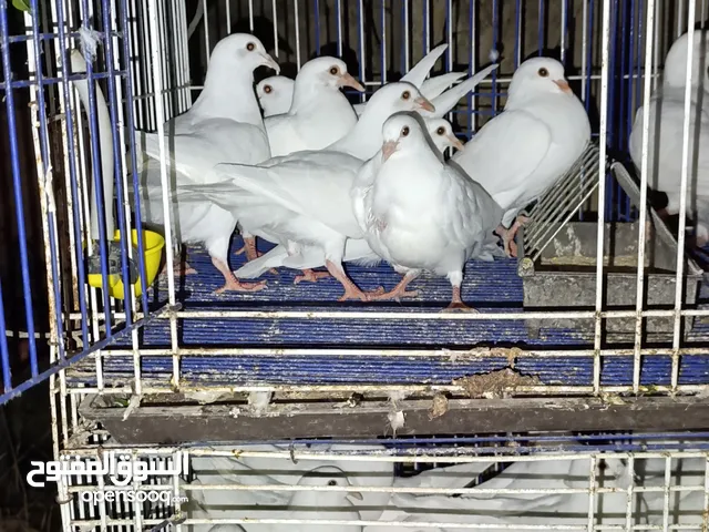 فرنسي لاحم