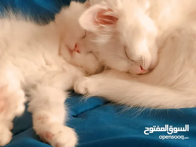 كتن هملايا مكس شيرازي للبيع