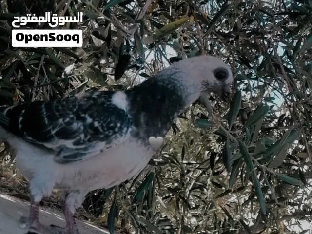 ابو الزغام بالسخنه