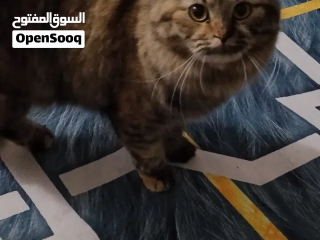 قطة هيملايا انثى