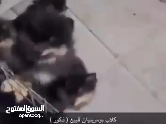 بوميرينيان فاخر – جمال، دلع، وذكاء!