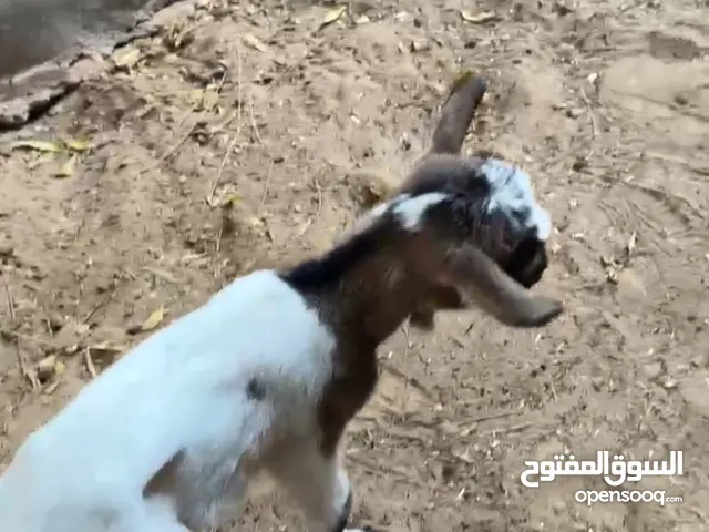 ماعز قزم ابيض
