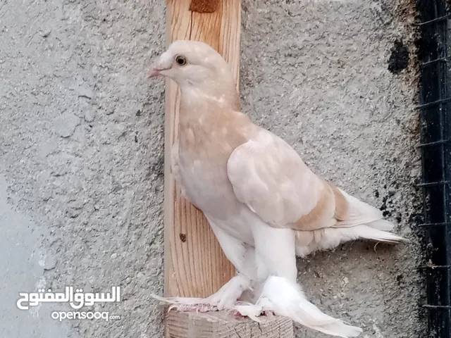 فراخ البيع