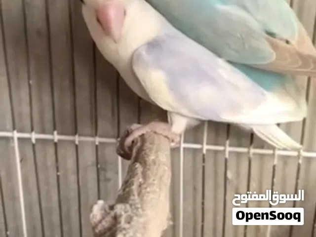 كوبيه باليد الله يبارك تحتها 3 منقزات عمرهم شهرين ونص الحجم جامبو لفه بيضه حليب