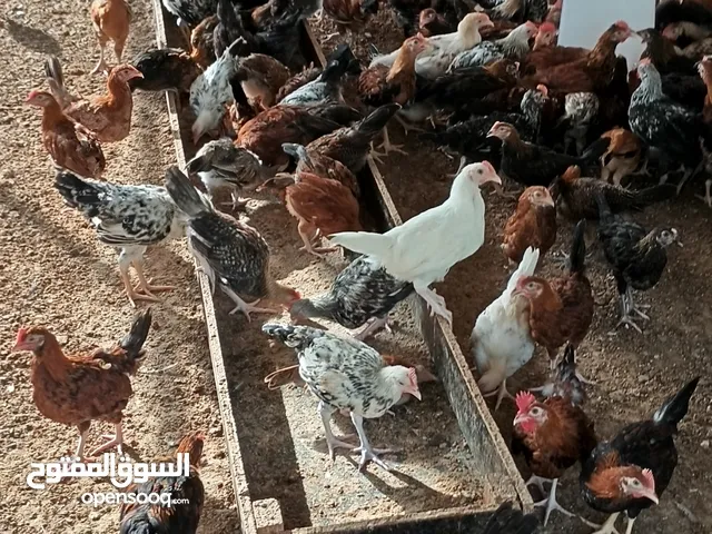 دجاج بلدي للبيع عمرثلاث شهور