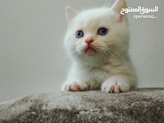 قطط منزليات اقرئالوصف