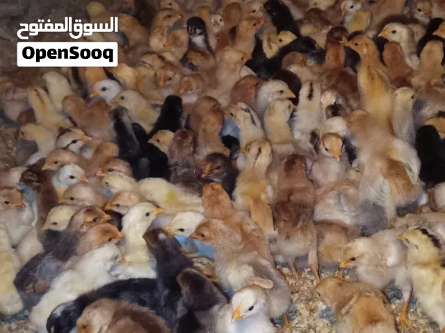 متوفر صوص دجاج بلدي عمر 16 يوم 100 حبه متوفر عمر اسبوع 300 حبه صحه ونظافه الموقع سحاب العبدليه للتوا