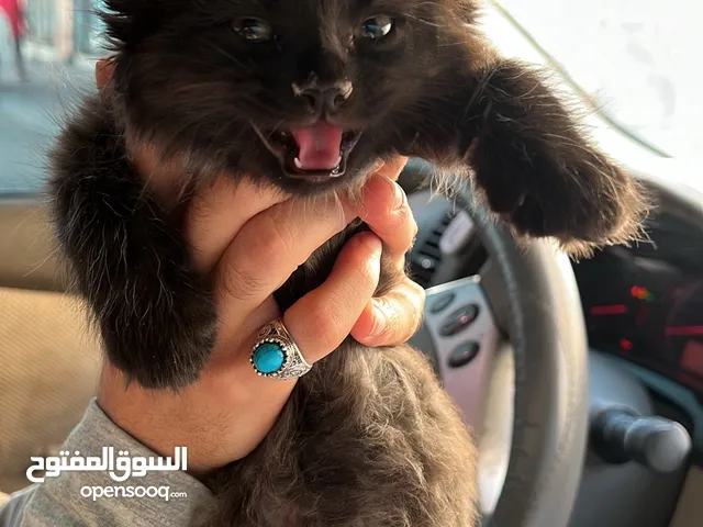 قط شيرازي مهجن