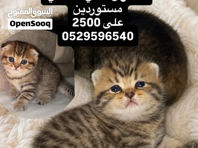 سكوتش فولد ny25 / تايقر للحجز