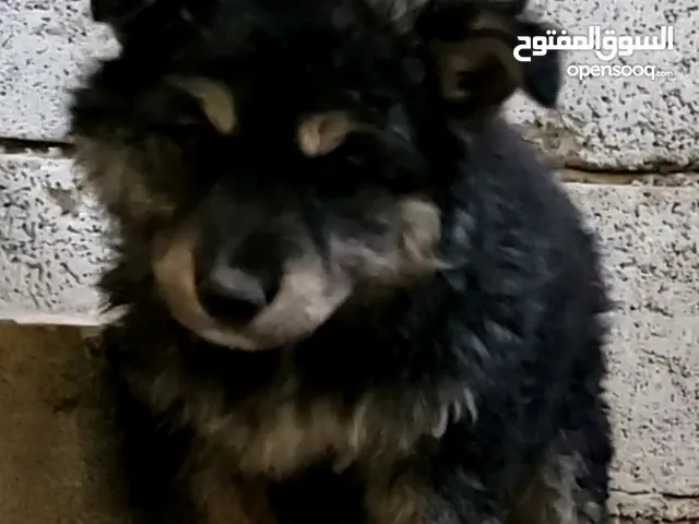كلب انثى جيرمن هجين ذئب عمر شهرين ست اصابع