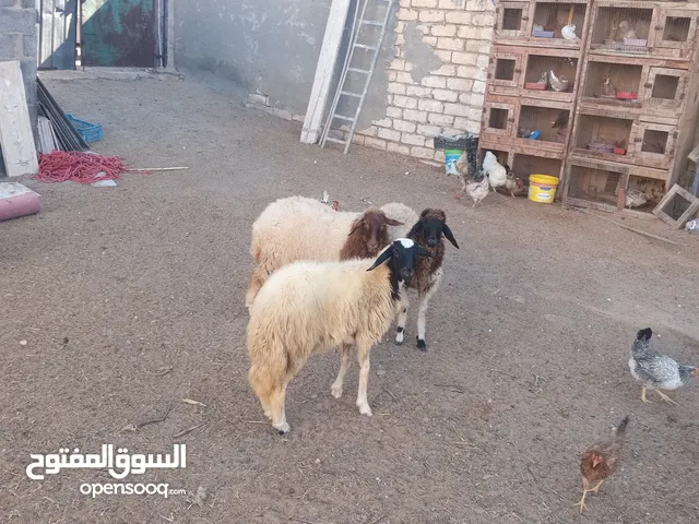 3 نعاج رب يبارك مش مبدلات