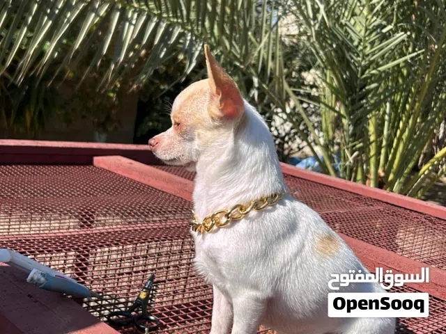 جيواوا سوبر تيكب المستوا قوي واضح لايتواصل الا الجاد السعر نشالله مابنختلف الجاد مابقصر وياه