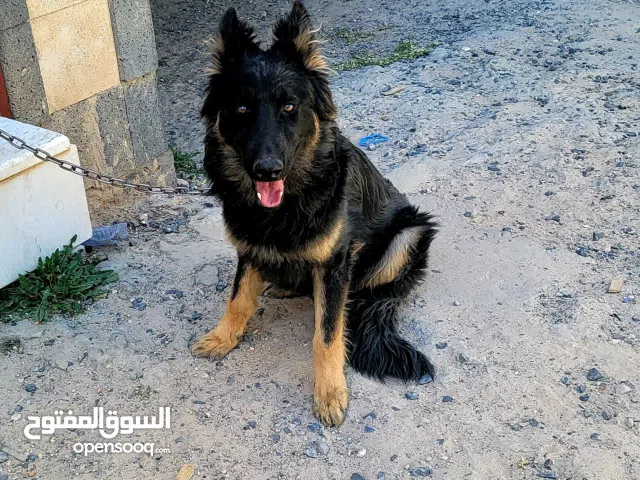 ذكر جرمن سلاله بلاك فيس بلاك جاك