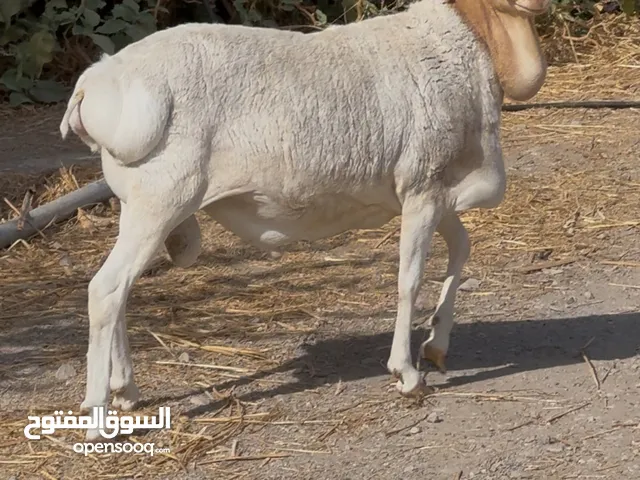 كبش بيرشن سمين