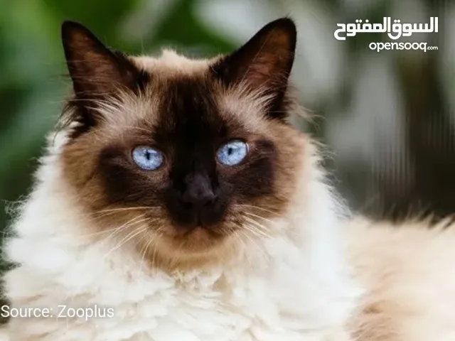 قط سيامي هيمالايا للبيع بسعر 6000 جنيه ..ملحوظه الرقم اللي انا حطه ده شغال واتس بس