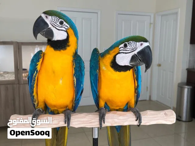 Pair of Blue and Gold Macaw Parrots