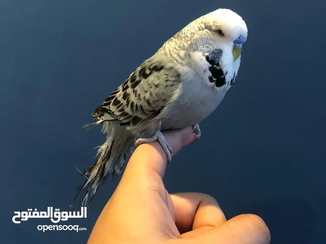 طير انقلش أليف ومروض للبيع مع كامل اغراضه قابل للتفاوض بإشي بسيط