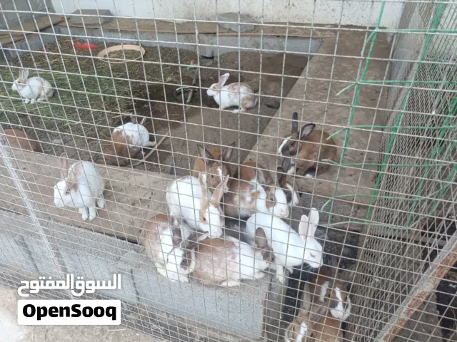 ارانب تهجين هولندي كبار للبيع في السويق