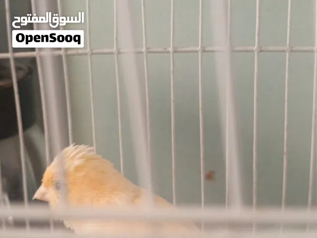 كناري ليموني فحل وبلابل مخاليف عمر شهرين للبيع