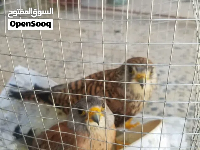 صقور. للبيع