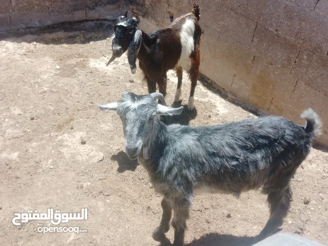 صخلات للبيع السعر 220