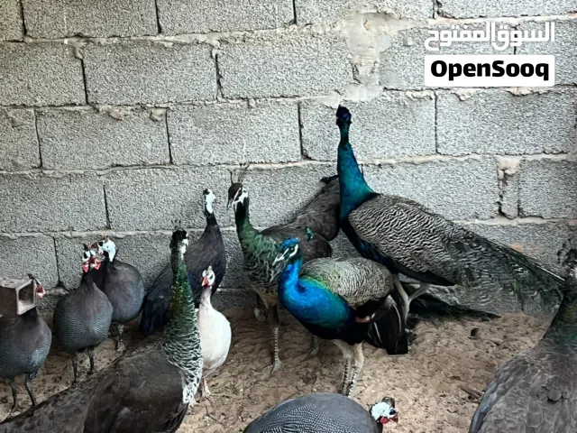 مطلوب دحي عربي او براهما.