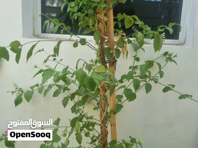 “نبتة ياسمين متسلق طبيعي مع أصيص أبيض فاخر وكبير، شكل أنيق ومناسب للمداخل والجلسات والحدائق المنزلية