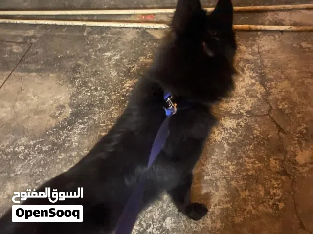 بلاك جيرمن