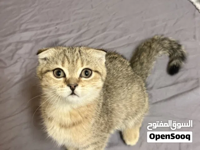 سكوتش فولد