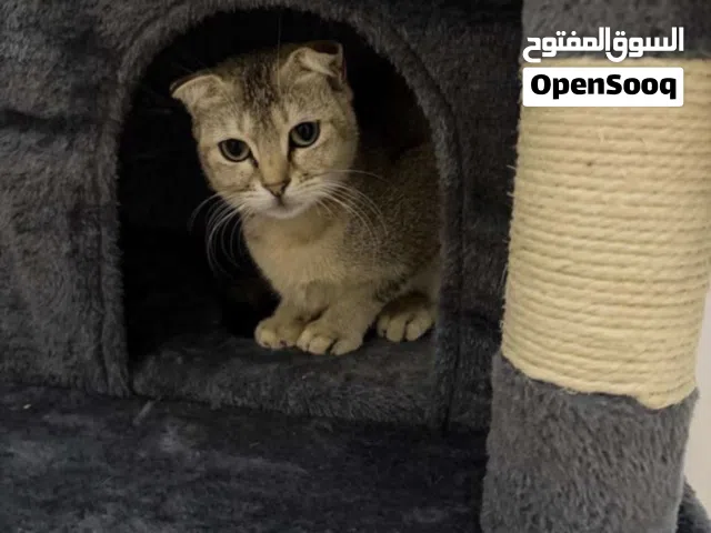 سكوتنش انثى