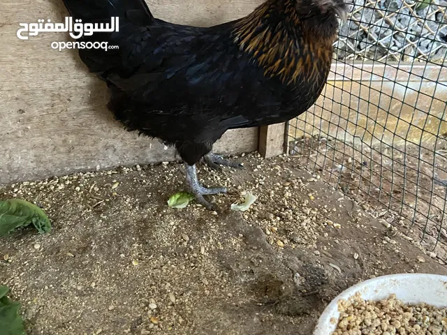 دجاجه النوع الاسبانى -واللّه اعلم - تبيض