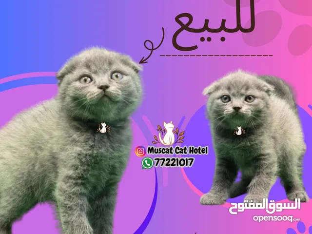 كيتنز سكوتش تربل فولد بلو وسكوتش استريت بلو للبيع مستوى قوي ودباديب ما شاء الله