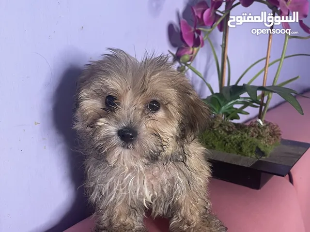 Pure Maltese