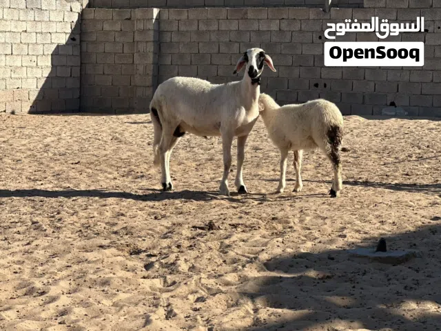 تنيه للبيع الله يبارك