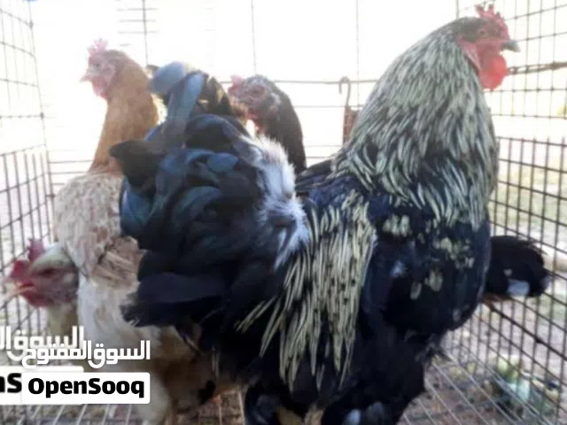 سلام عليكم 3 دجاجات فروج اقراء الوصف