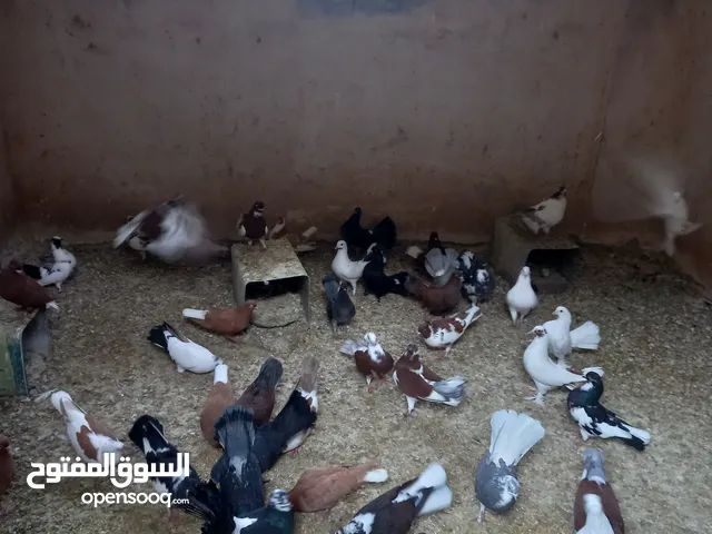 حمام هزاز للبيع