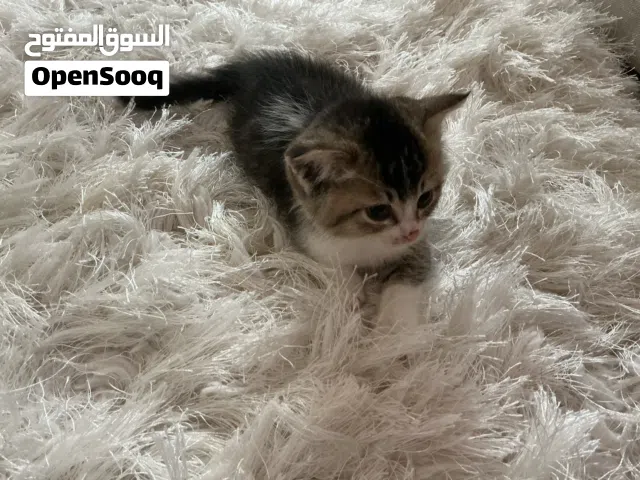 للبيع قط عمره شهرين