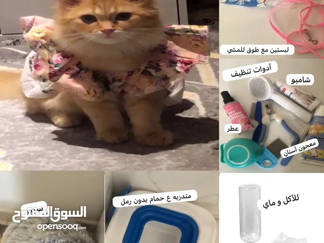 سنورة (قطة) أليفة تحب لعب و أطفال مدربة و تفهم بعض كلمات مع أدوات تسهل عليك .