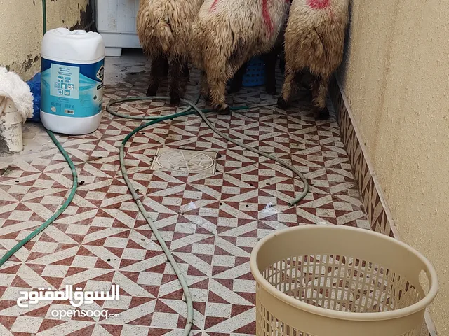 ذبح أضاحي العيد